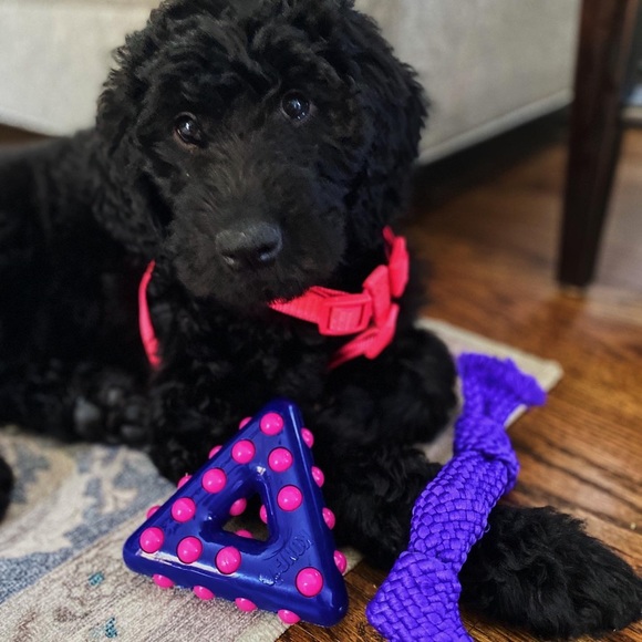 Meet your Posher, Caroline - Picture 1 of 1